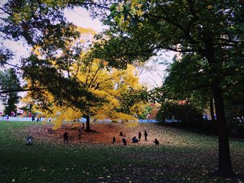 Trees in park during autumn