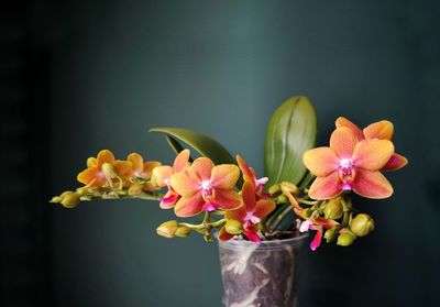 Close-up of pink flowers