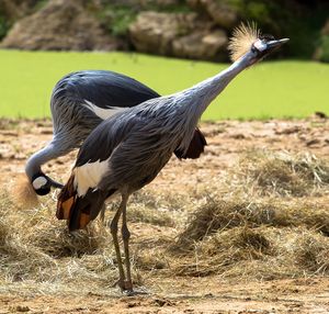 Side view of a bird on field