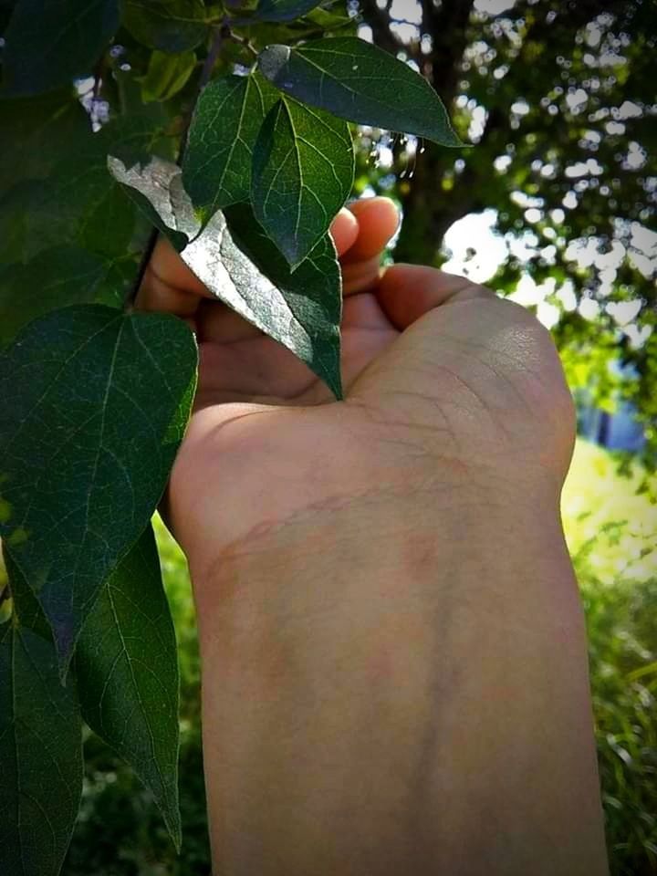 leaf, hand, plant part, plant, green, tree, one person, flower, holding, nature, growth, day, finger, close-up, personal perspective, outdoors, lifestyles, produce, adult, food, fruit, food and drink, branch, focus on foreground, leisure activity, freshness, healthy eating