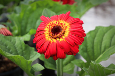 Closeup of a red, yellow, orange and black gerbera.