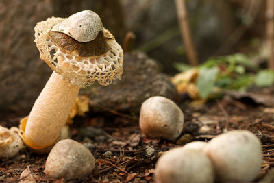 Close-up of mushrooms growing on land