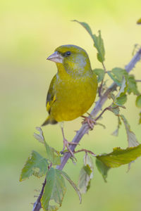 Close-up of bird perching on plant