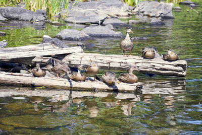 Birds perching on rock by lake