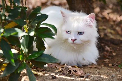 Close-up portrait of cat