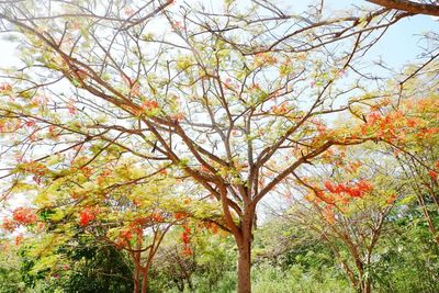 Low angle view of tree against sky