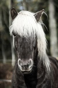 Close-up portrait of a horse