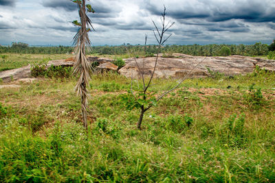 Scenic view of field against sky