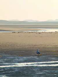 View of seagulls on beach