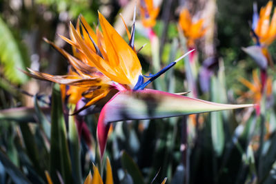 Close-up of day lily blooming outdoors