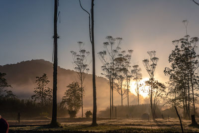 Trees on field against sky during sunset