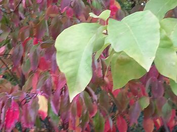 leaf