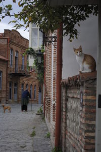 Rear view of cat by building