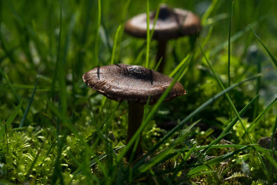 Close-up of grass growing on grassy field