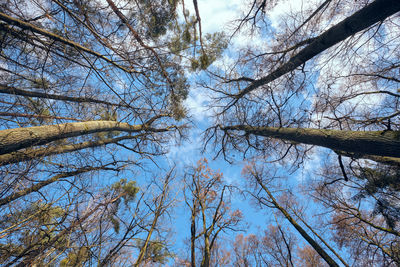 Low angle view of trees against sky