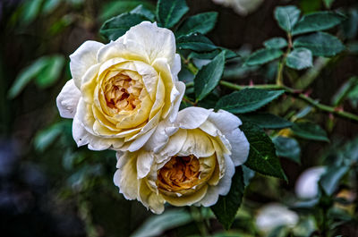 Close-up of white rose roses