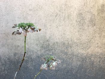 High angle view of flowering plant on land