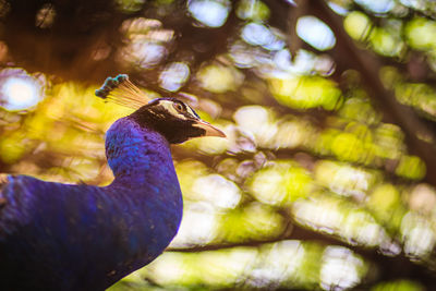 Close-up of a peacock