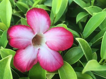 Close-up of pink flowering plant