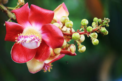 Close-up of red flowering plant