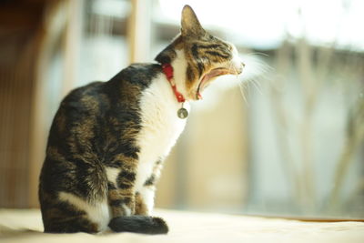 Big yawing old tabby cat