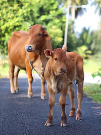 Calf standing on road