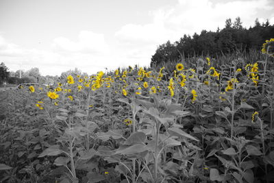 Close-up of yellow flowering plants on field against sky