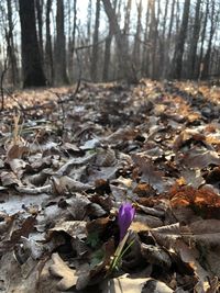 Fallen leaves on field in forest