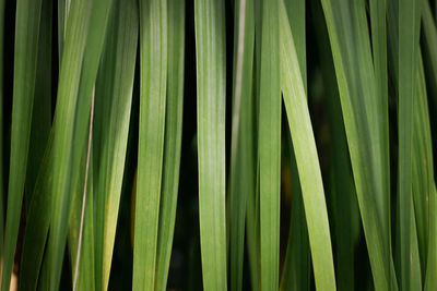 Full frame shot of palm leaf