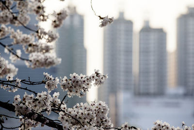 Low angle view of cherry blossom tree against cloudy sky