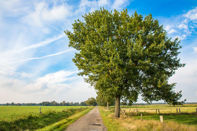 Trees on field against sky