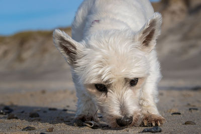 Close-up portrait of white dog on beach