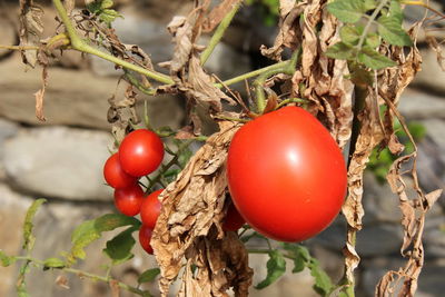 Close-up of tomatoes on tree