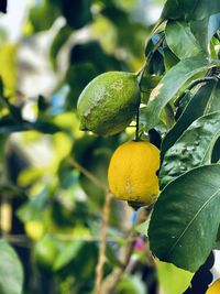 Close-up of fruit growing on tree