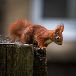 Close-up of squirrel on wood