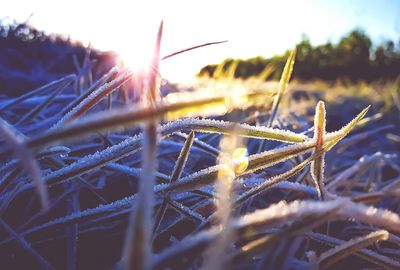 Close-up of grass against sky