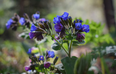 Close-up of purple flowering plant