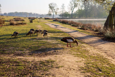 Mallard ducks in a field