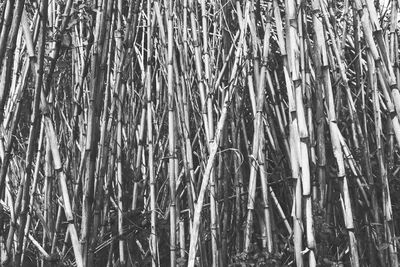 Full frame shot of bamboo trees