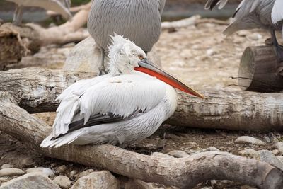 Close-up of pelican on field at zoo