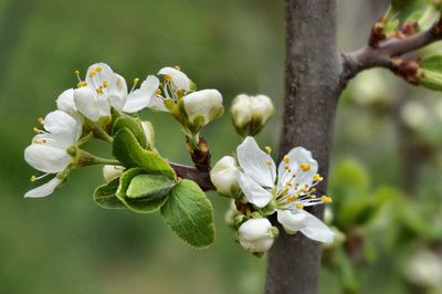 Close-up of white flowers