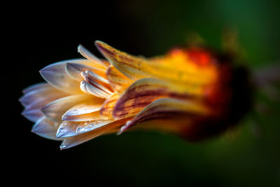 Close-up of orange flower against black background