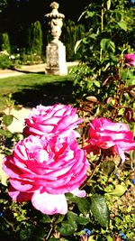 Close-up of pink rose blooming outdoors