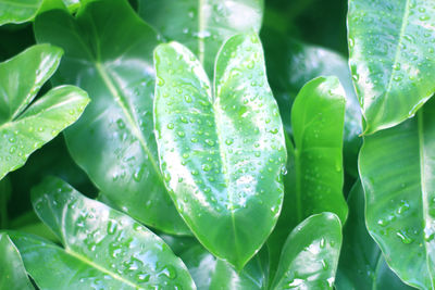 Close-up of raindrops on leaves