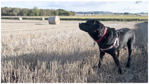 Dog standing on field