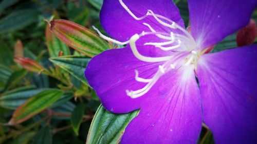 Close-up of purple flower
