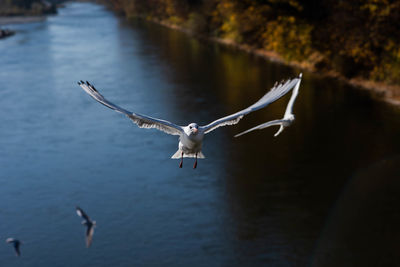 Seagulls flying over lake