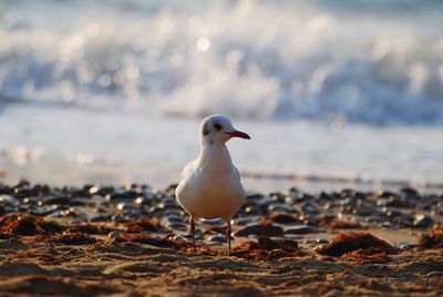 Seagull perching on a beach