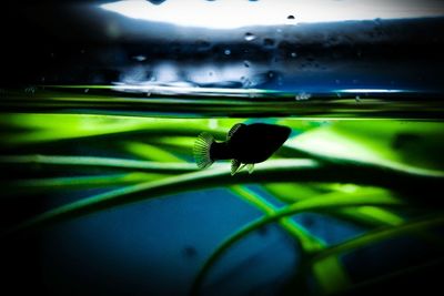 Close-up of insect on wet leaf