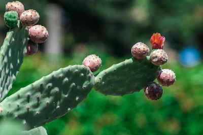 Close-up of flowering plant